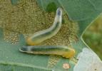 Tenthrède limace (Caliroa annulipes), duo de larves en gros plan.