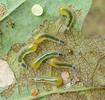 Tenthrède limace (Caliroa annulipes), groupe de larves,  photo 3;