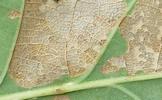 Tenthrède limace (Caliroa annulipes), feuille de chêne rongée, détail,  photo 2.
