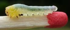 Tenthrède limace (Caliroa annulipes), larve, portrait,  photo 4.