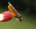 Némate du saule (Nematus pavidus),  adulte, photo 5.