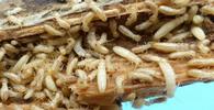 Termites (Reticulitermes santonensis), tout venant "in situ", photo 2.