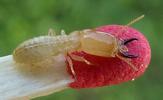 Termites (Reticulitermes santonensis), soldat, photo 2.