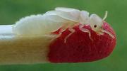 Termites (Reticulitermes santonensis), "nymphe" au dernier stade larvaire,  photo 2.