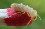 Termites (Reticulitermes santonensis), ouvrier, photo 1.