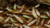 Termites (Reticulitermes santonensis), illustration des castes.
