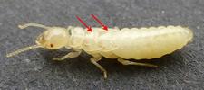 Termites (Reticulitermes santonensis), "nymphe" à l'avant dernier stade larvaire, photo 4.