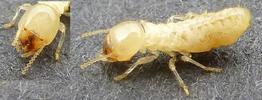 Termites (Reticulitermes santonensis), ouvrier, photo 2.