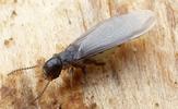 Termites (Reticulitermes santonensis),  adulte ailé, photo 3.