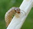 Termites (Reticulitermes santonensis),  néoténique, photo 3