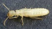 Termites (Reticulitermes santonensis), "nymphe" au dernier stade larvaire, photo 3