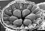 proventricule de termite, vue d'ensemble.