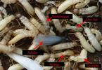 Termites (Reticulitermes santonensis), illustration des castes.