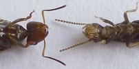 Comparaison des antennes  entre termite ailé, et fourmi ailée.