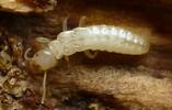 Termites (Reticulitermes santonensis), "nymphe" à l'avant dernier stade larvaire, in situ, photo 1.