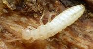 Termites (Reticulitermes santonensis), "nymphe" à l'avant dernier stade larvaire, in situ, photo 2.