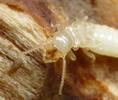 Termites (Reticulitermes santonensis), "nymphe" à l'avant dernier stade larvaire, in situ, photo 4.