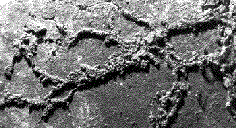 "cordons" de termites sur fibro-ciment