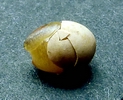 Testacelle  dans son oeuf, photo 1