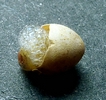Testacelle  dans son oeuf, photo 2