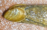 coquille et sillons de T. maugei (testacelle atlantique);