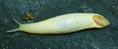 Testacelle atlantique (T. maugei, forme blanche, photo 1