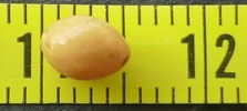 oeuf de testacelle  commune (T. haliotidea ) sur ruban millimétré