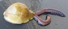 Grande testacelle ingurgitant  un gros lombric 'en duo";