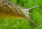 Testacelle (T.maugei)  vue dorsale de la tête tentacules déployés