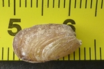 Coquilles de  T. maugei, sur ruban millimétré