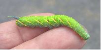 Mimas tiliae: chenille &agrave; mi-parcours