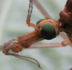tipule adulte, d&eacute;tail de la t&ecirc;te