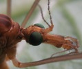 tipule adulte, d&eacute;tails de la t&ecirc;te