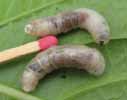 Tipule du bois: larves, photo 1.