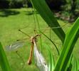 Tipule adulte in natura