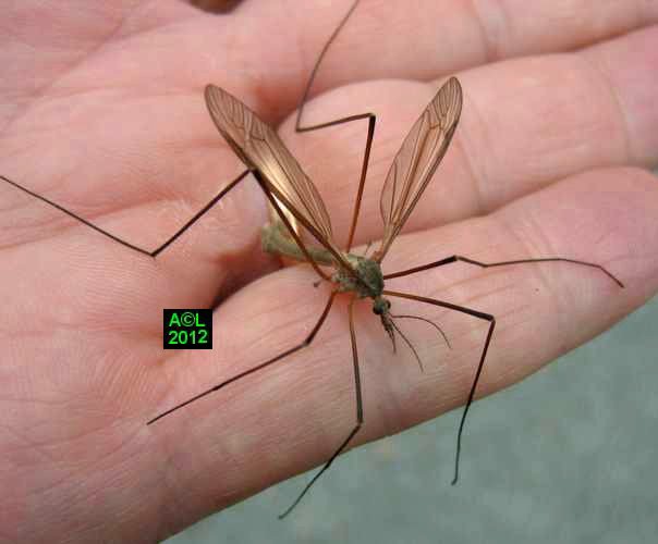 Les Tipules Ou Cousins Dipteres Tipulidae Biologie Et Developpement