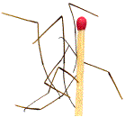 pattes....abandonn&eacute;es !