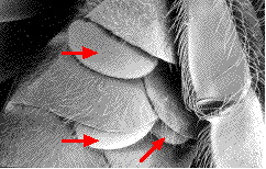 détail de varroa sur abeille (microscopie à balayage)