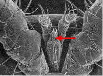 rostre de varroa (microscopie à balayage)