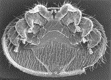 vue ventrale d'un varroa (microscopie à balayage)