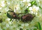 Verdet (Gnorimus nobilis) et C&eacute;toine dor&eacute;e (Cetonia aurata) en train de butiner. 