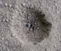 Ver-lion ou Vermiléo (Vermileo degeeri) larve capturant une fourmi, photo 1.