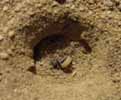 Ver-lion ou Vermiléo (Vermileo degeeri), larve capturant une fourmi, photo 3.