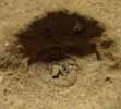 Ver-lion ou Vermiléo (Vermileo degeeri), larve capturant une fourmi, photo 4.