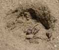 Ver-lion ou Vermiléo (Vermileo degeeri), larve ceinturant une fourmi, photo 1.