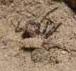 Verlion ou vermiléo (Vermileo degeeri), arve ceinturant une fourmi, poto 2.