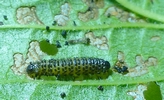 Chrysom&egrave;le de la Viorne (Pyrrhalta viburni ), larve " grandinette ", photo 3