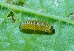 Chrysom&egrave;le de la Viorne (Pyrrhalta viburni ), jeune larve, photo 5