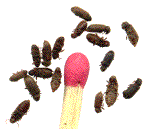 groupe de petites vrillettes