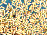 détail de la vermoulure excrémentaire